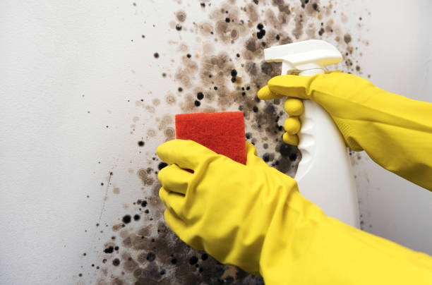 Best Toxic Mold Removal  in Grandview Heights, OH